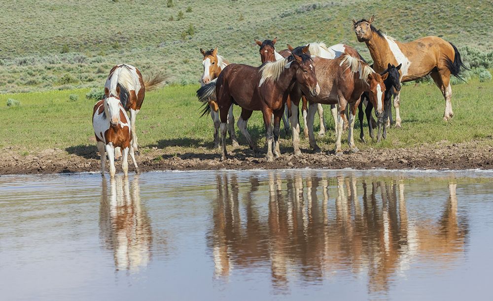 Thirsty band of wild mustangs